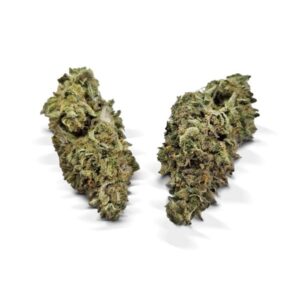 Jungle Cake Strain UK